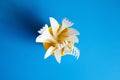 Disposable plastic tableware on blue background, top view. Cutlery, white forks and knives inside a yellow cups Royalty Free Stock Photo