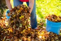 Dispose fall leaves Royalty Free Stock Photo