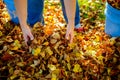 Dispose fall leaves Royalty Free Stock Photo