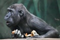 Dispute disagreement.. Portrait of a female gorilla Expressive emotions Royalty Free Stock Photo