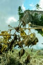 Disrupted ecosystem due to burning in close-up angle