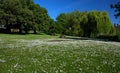 Diss Town Park Field of Daisies