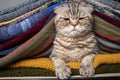 Dissatisfied cat Scottish Fold sits proudly in a stack of multi-colored, knitted scarves. Preparing for cold weather.