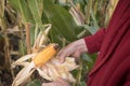 Dissatisfied Farmer Inspecting Corn Crop