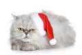 The dissatisfied grey cat in a Christmas hat