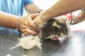 Dissatisfied persian cat in pet grooming salon. Royalty Free Stock Photo