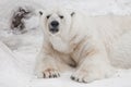 Dissatisfied rises, angry and awakened. Powerful polar bear lies in the snow, close-up