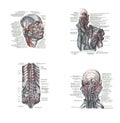 Dissection of the human head