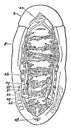 Dissection of the Renal Organs of a Chiton, vintage illustration