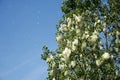 Dissemination of the poplar