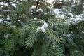 Dissolving Snow On Branches Of Yew