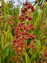 Dissotis south africa fynbos