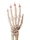 The distal joint capsules Royalty Free Stock Photo