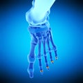 The distal joint casules Royalty Free Stock Photo
