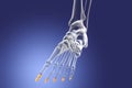 Distal phalanges of the foot, 3D illustration Royalty Free Stock Photo