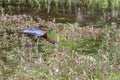 A Glossy Ibis feeding in a marsh pond Royalty Free Stock Photo
