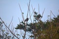 Acridotheres javanicus on a distant treetop