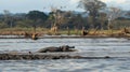In the distance a lone crocodile glides through the polluted floodwaters disp from its regular habitat and struggling to Royalty Free Stock Photo