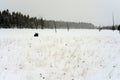 Distant American Bison Yellowstone National Park Resting Royalty Free Stock Photo