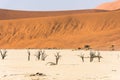 Distant dead dry trees of DeadVlei valley at Namib desert Royalty Free Stock Photo