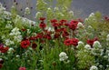 is a distant glowing conifer with flowers glowing shade of warm red with a mixture of dark orange. The stems reach only about 50cm Royalty Free Stock Photo