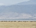 Distant herd of Wildebeest with two ostriches in the foreground