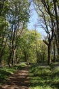 Distant lady walker on footpath in bluebell wood