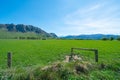 Sheep grazing in fields below snow-capped mountains of South Island Royalty Free Stock Photo