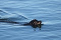 Distant Sea Lion Swimming with Head Above Water