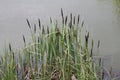 Distant sedge Carex distans green plant on shore of pond