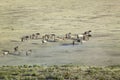 Distant shot of herd of horses