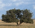 Distant sideview of a Black-chested Harrier eagle sitting at the top of a large Acai tree with blue sky background