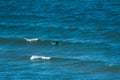 A distant solitude surfer on extreme cold Lake Superior at Great Sand Bay