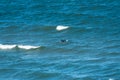 A distant solitude surfer on extreme cold Lake Superior at Great Sand Bay