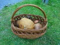 Distant view on a basket full of giant leccinum mushrooms and small scarletina bolete | Edible fungi of large size in basket on a