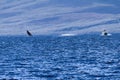 Distant view of a breaching humpback and a boat with whale watchers Royalty Free Stock Photo