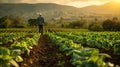 A distant view of a farmer harvesting vegetables. Green plants a farm, Agricultural landscape