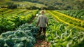 A distant view of a farmer harvesting vegetables. Green plants a farm, Agricultural landscape