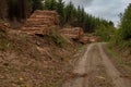 A front on view of a pile of freshly cut trees striped of branches and prepared for the saw mill part of the logging industry in