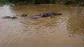 A distant view of a group of buffalo soaking in the river