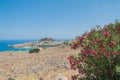 Distant view at Lindos Town and Castle with ancient ruins of the Acropolis on sunny warm day. View framed with flowers white