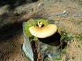 Distant view on old rotten stump of a spruce tree with light mushroom of species Tapinella atrotomentosa. Inedible fungi growing Royalty Free Stock Photo