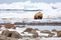 distant view of polar bear hunting seals