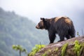 distant view of a spectacled bear on a ridge line