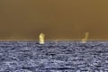 Distant view at sunset of humpback whales spouting. Royalty Free Stock Photo
