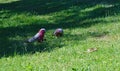 Two parrots on green grass on sunny day