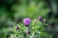 Distel im Herbst