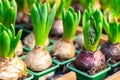 Distillation germination of bulbous hyacinths in pots for sale