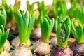Distillation germination of bulbous hyacinths in pots for sale