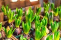 Distillation germination of bulbous hyacinths in pots for sale